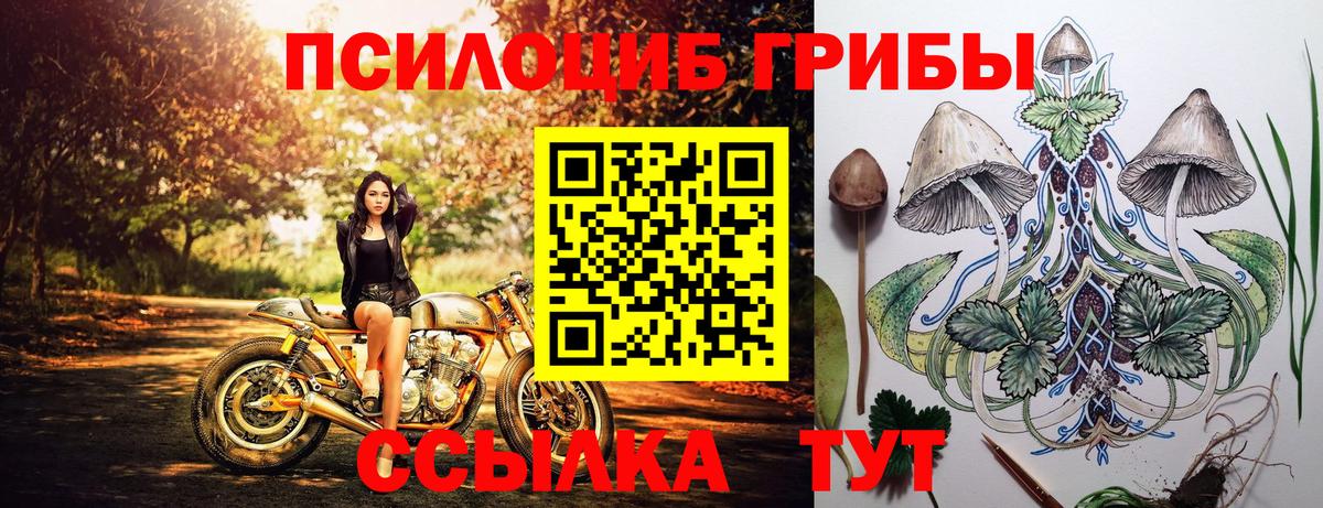 купить   Галлюциногенные грибы Cubensis  Вход с VPN  Псилоцибиновые грибы мицелий  Нерюнгри 
